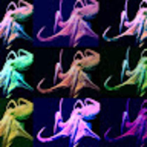 Meet your Posher, Ben